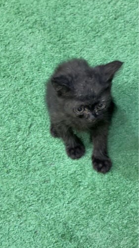Cat for adoption