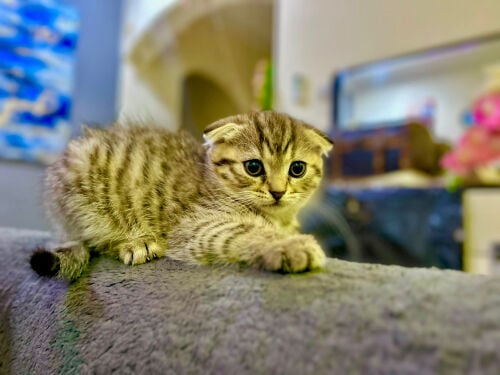 Scottish Male Cat