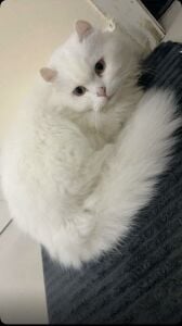 Cat for free