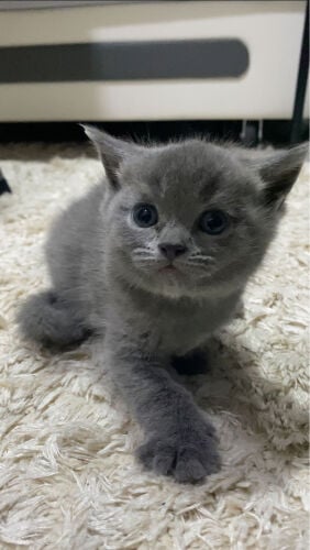 British Cat Male