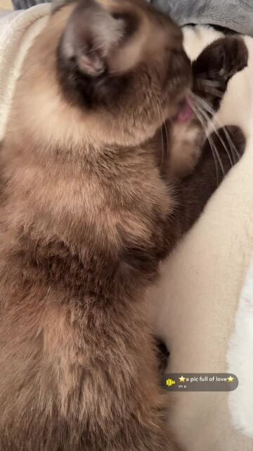 Juliet Siamese cat 