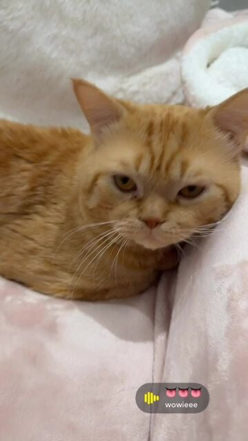 Jerry male orange cat 