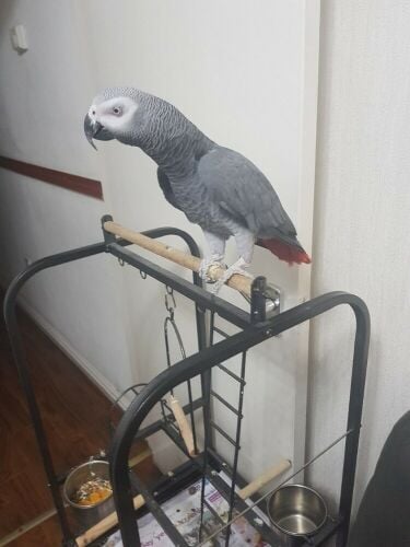 African Grey