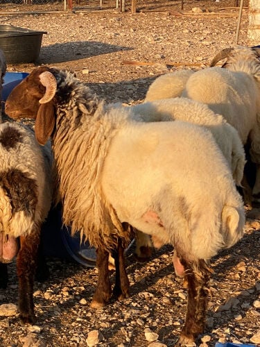 ذبايح سوريه