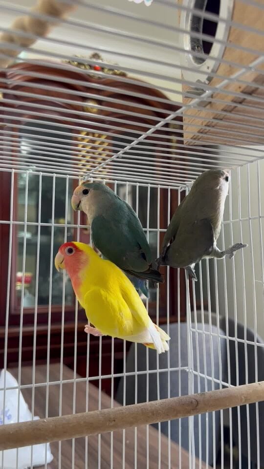 love birds 