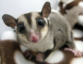 sugar glider one