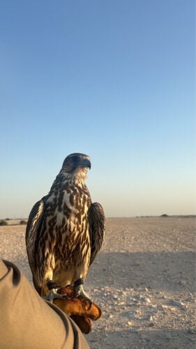 فرخ ينقل بكر 
