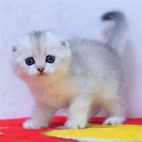 Scottish Fold Kitten