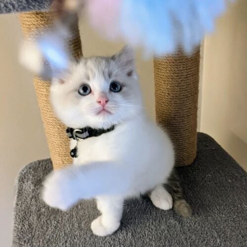 Ragdoll Kitten