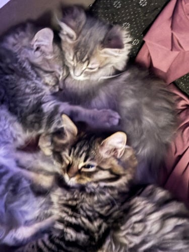 3 kittens 600 each 