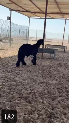 طلي عربي 