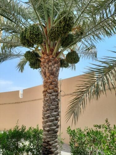 التمر الاخلاص