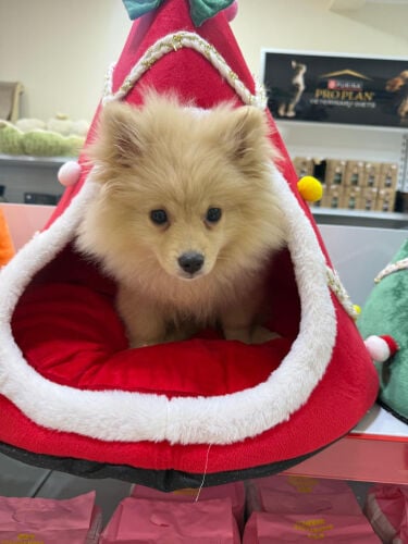 Pomeranian
