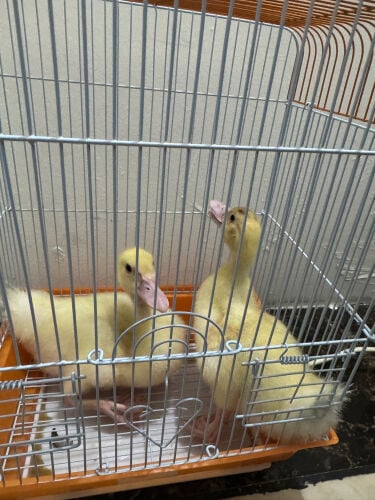 ducks and cages 