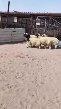 هرافى لبانيه انتاج عزبه 