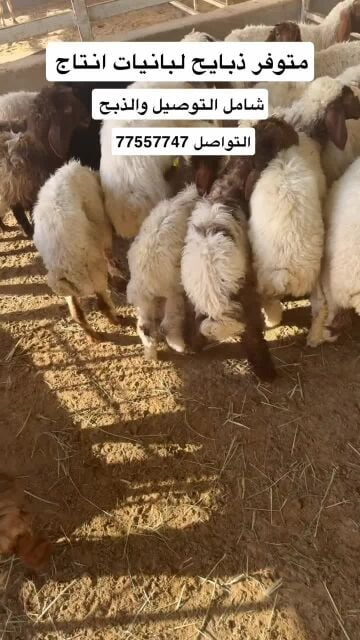 خرفان ذبايح 