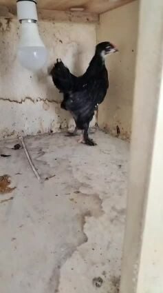 الدجاج الروماني الاسود( بيور )
