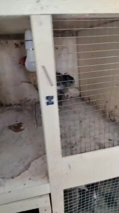 براهما بيور اصلي 