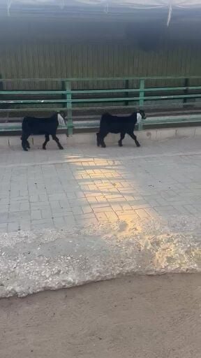 تيوس