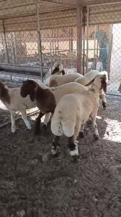 ريخال سوريه رقم واحد