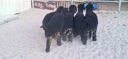 خرفان عرب طيبه