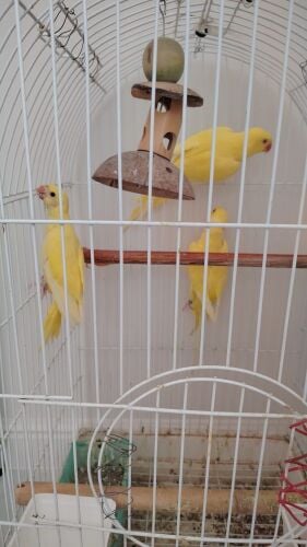 جوز درة مع فرخ