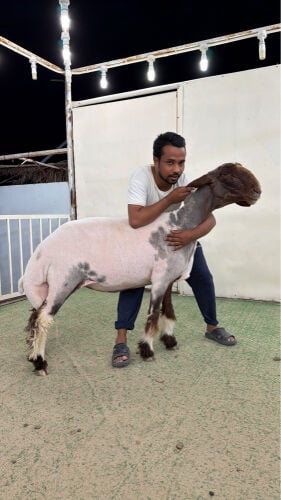 شاه صنف البيع 