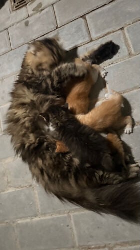 قطط صغار بيعه مستعجله 