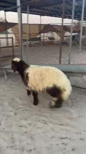 رخل طيّبه