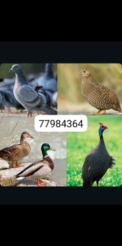 رقطه