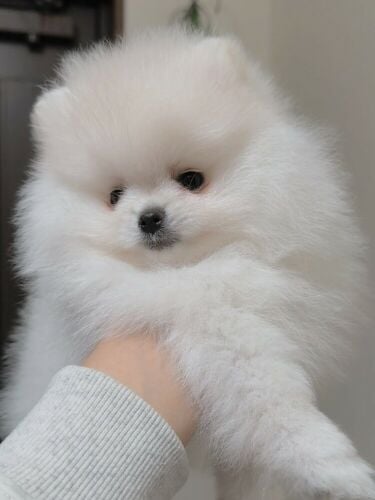 Pomeranian Puppy