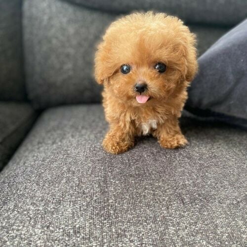 Teacup Poodle Puppy