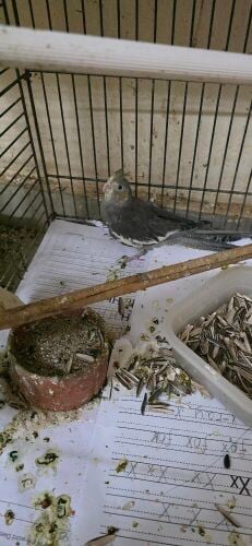طائر كوكتيل إنتاجي