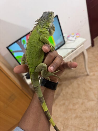 iguana with cage