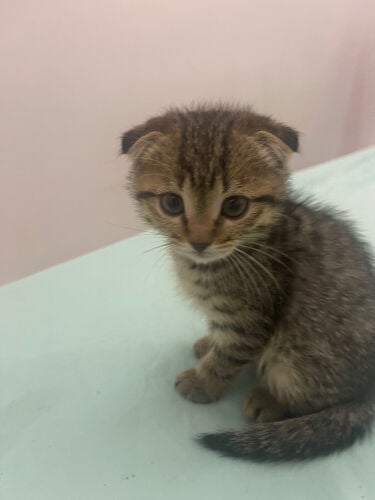 Scottish fold cat 