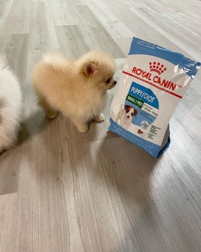 Teacup Pomeranian Puppy