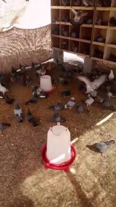 حمام زاجل