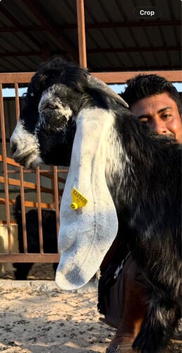 مشروع فحل عارضي خصم ومعرف