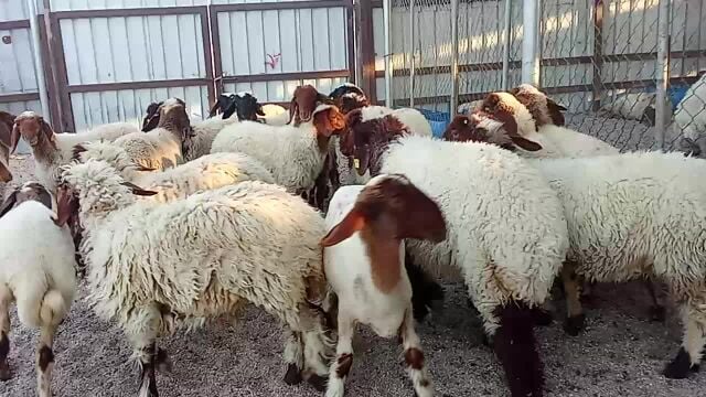 حلال بو جاسم عزبه بونخله