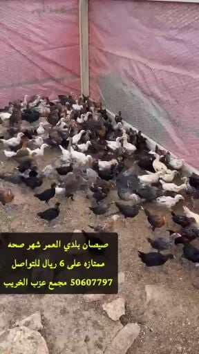 دجاج بلدي