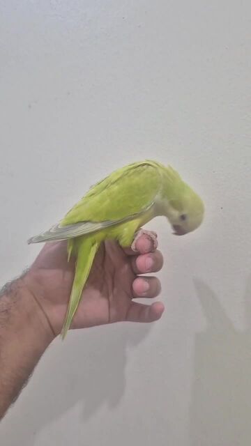 Lime Quaker Chick