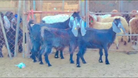 للبيع معزاء عوارض طيبه