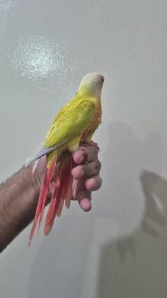 Sun Cheek Conure