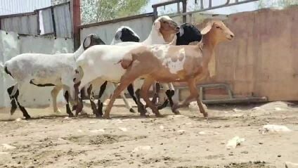 للبيع رخال بربر طيب