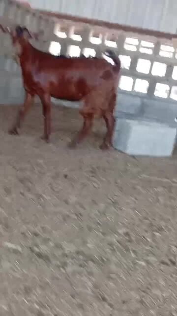 البيع جمده عمانيه مقرع طيبه