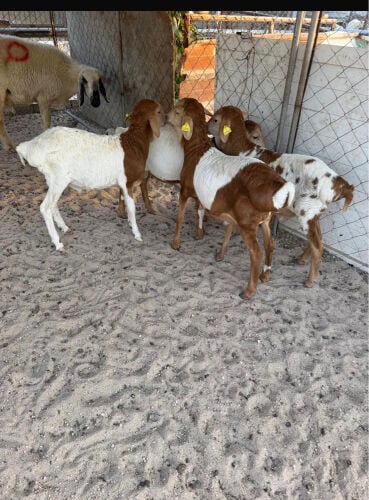 للبيع برابر سمان وطيبه 
