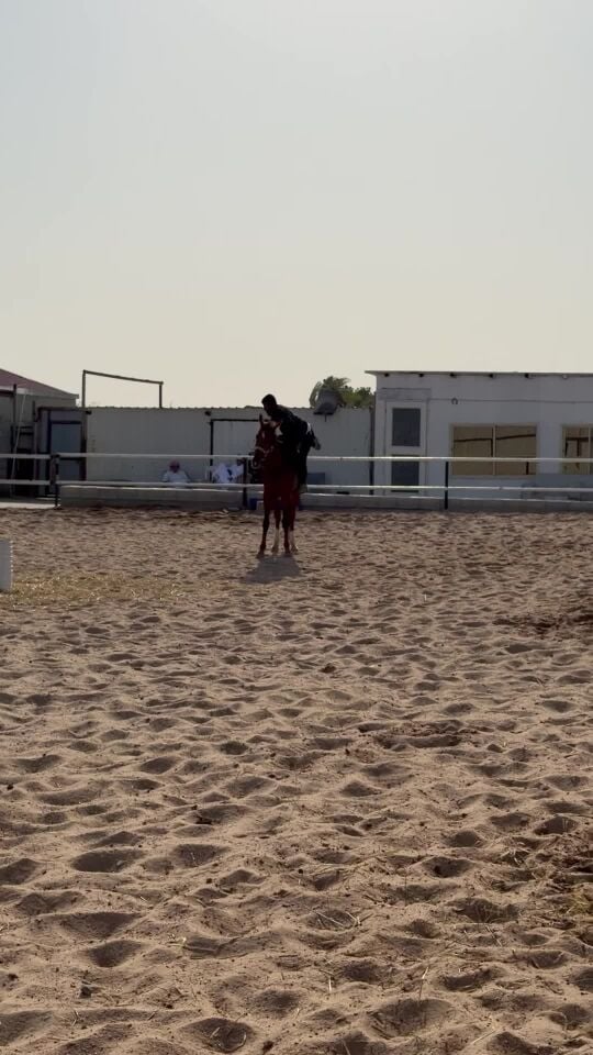 فرس سليمه طوع بدون جواز