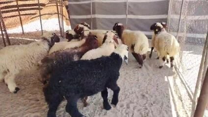 خرفان انتاج العزبه 