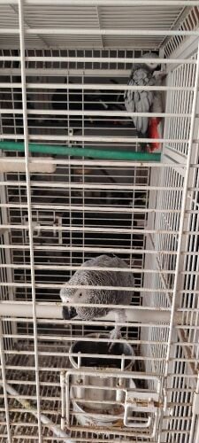 Casco Parrot