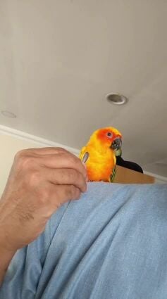 Parrot for me